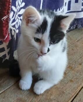 Rescue Domestic Short Hair Cats for Adoption in Dalton, Georgia - Petunia | PetCurious