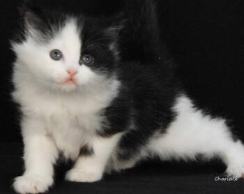 Popsicle -  Domestic Medium Hair Cat for Adoption in Newland, North Carolina - Popsicle | PetCurious