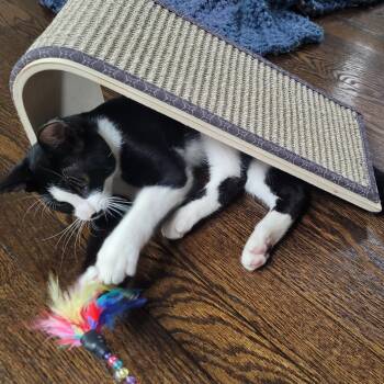 Rescue Domestic Short Hair Cats for Adoption in Chicago, Illinois - Hobbes | PetCurious