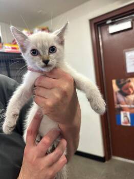 Pencil -  Domestic Short Hair Cat for Adoption in Rock Springs, Wyoming - Pencil | PetCurious
