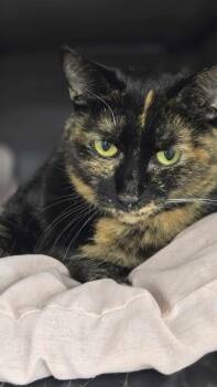 Rescue Domestic Short Hair Cats for Adoption in Thurmont, Maryland - Kira | PetCurious
