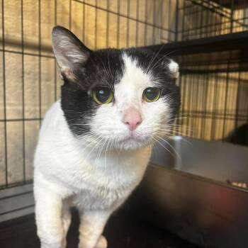 Domestic Short Hair Cats Available for Adoption - Spot BARN HOME | PetCurious