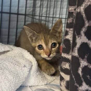 Etta -  Domestic Short Hair Cat for Adoption in Dale City, Virginia - Etta | PetCurious