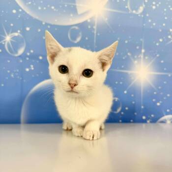 Rescue Domestic Short Hair Cats for Adoption in Greensburg, Pennsylvania - Magnolia | PetCurious