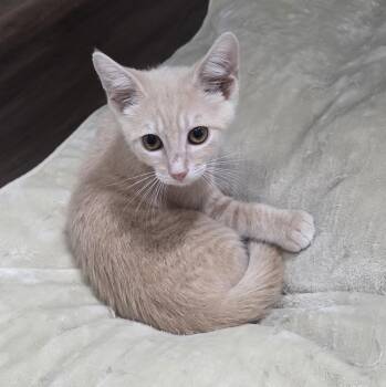 Guillermo -  Domestic Short Hair Cat for Adoption in Schertz, Texas - Guillermo | PetCurious
