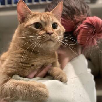 Domestic Short Hair Cats Available for Adoption in South Burlington, Vermont - Bucky | PetCurious