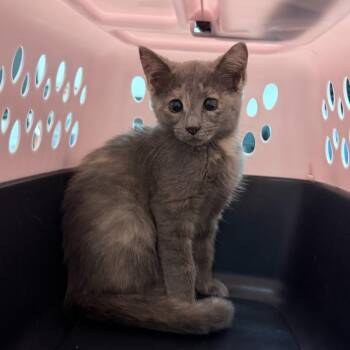 Tree Fruit -  Domestic Short Hair Cat for Adoption in Edinburg, Texas - Tree Fruit | PetCurious