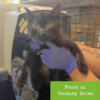 Arden -  Domestic Short Hair Cat for Adoption in Lynchburg, Virginia - Arden | PetCurious