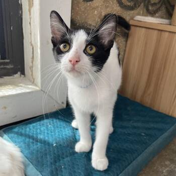 Ryu -  Domestic Short Hair Cat for Adoption in Laredo, Texas - Ryu | PetCurious