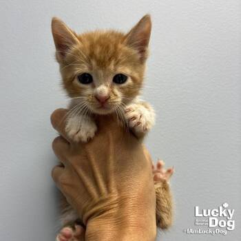 Flint -  Domestic Short Hair Cat for Adoption in Washington, District Of Columbia - Flint | PetCurious