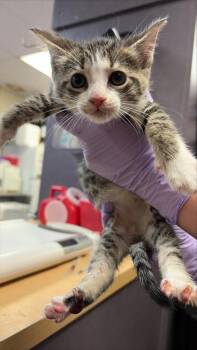 Amazon -  Domestic Short Hair Cat for Adoption in West Chester, Pennsylvania - Amazon | PetCurious