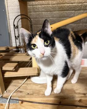 Domestic Short Hair Cats Available for Adoption in Walled Lake, Michigan - Lunabelle | PetCurious