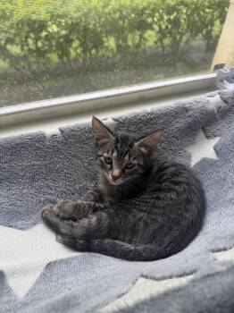 Salsita -  Domestic Short Hair Cat for Adoption in Zephyrhills, Florida - Salsita | PetCurious