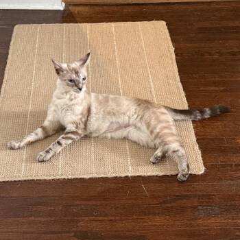 Penny Lane -  Siamese and Domestic Short Hair Cat for Adoption in Granville, Ohio - Penny Lane | PetCurious