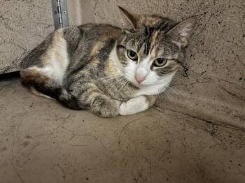 Domestic Short Hair Cats Available for Adoption - A470837 | PetCurious