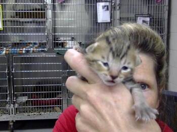 A185815 -  Domestic Short Hair Cat for Adoption in Pasadena, Texas - A185815 | PetCurious