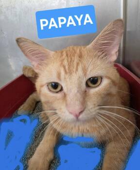 Papaya -  Domestic Short Hair Cat for Adoption in Wantagh, New York - Papaya | PetCurious