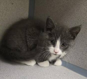 Domestic Short Hair Cats Available for Adoption - Squiggle - I Am At Petsmart Northborough | PetCurious