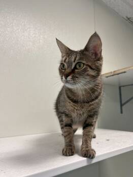 Rescue Domestic Short Hair Cats for Adoption in Portsmouth, Virginia - Professor Farnsworth | PetCurious