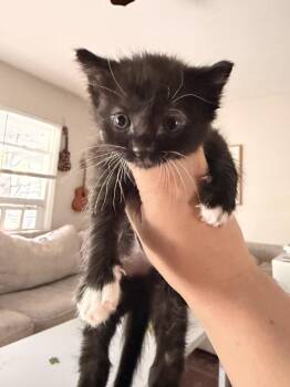 Koa -  Domestic Short Hair Cat for Adoption in Topeka, Kansas - Koa | PetCurious