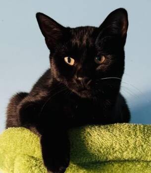 Rescue Bombay Cats for Adoption in Liverpool, Texas - Storm | PetCurious