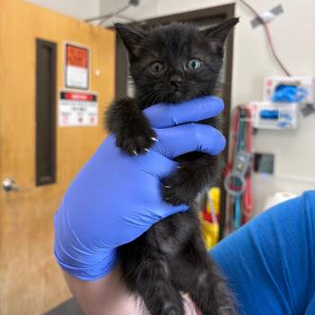 Swiss Roll -  Domestic Short Hair Cat for Adoption in Columbiana, Alabama - Swiss Roll | PetCurious