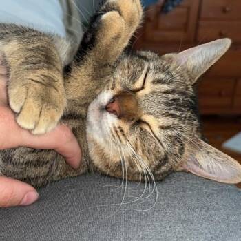 Domestic Short Hair Cats Available for Adoption in Roanoke, Virginia - Lilith | PetCurious