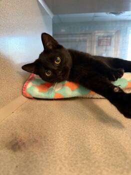 Domestic Short Hair Cats Available for Adoption - Shadow | PetCurious