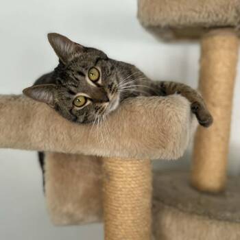 Domestic Short Hair Cats Available for Adoption - Kurious Kat | PetCurious