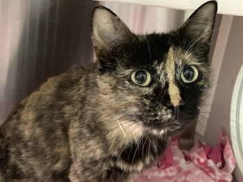 TWEETY -  Domestic Short Hair Cat for Adoption in Tustin, California - TWEETY | PetCurious