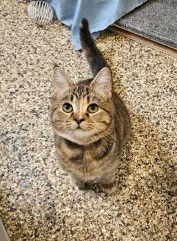 Rescue Domestic Short Hair Cats for Adoption in Fremont, Ohio - Ember | PetCurious