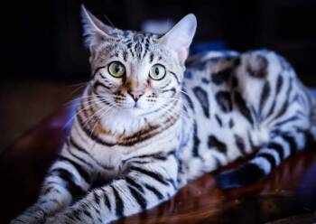 Kaiya- PURE BRED BENGAL- COURTESY LISTING -  Bengal Cat for Adoption in Stowe, Pennsylvania - Kaiya- PURE BRED BENGAL- COURTESY LISTING | PetCurious