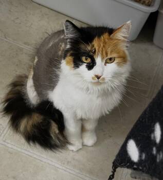 The Hoptimist -  Calico Cat for Adoption in Maple Ridge, British Columbia - The Hoptimist | PetCurious