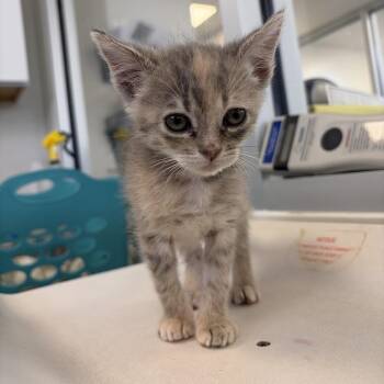 Blossom (26-2H-2) -  Domestic Short Hair Cat for Adoption in Rifle, Colorado - Blossom (26-2H-2) | PetCurious
