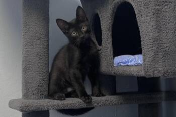 Perseus -  Domestic Short Hair Cat for Adoption in Fountain Hills, Arizona - Perseus | PetCurious