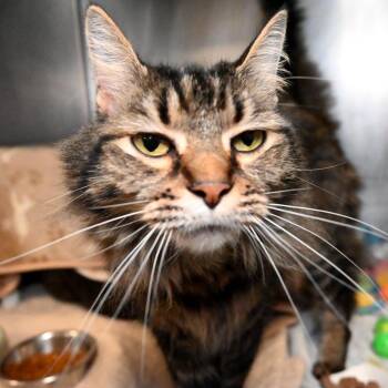 Domestic Medium Hair Cats Available for Adoption in West Palm Beach, Florida - Raymond | PetCurious