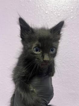 61411073 -  Domestic Short Hair Cat for Adoption in El Paso, Texas - 61411073 | PetCurious