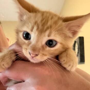 Eric -  American Shorthair Cat for Adoption in Mount Vernon, Arkansas - Eric | PetCurious