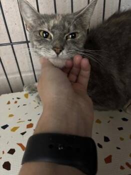 26-555 -  Domestic Short Hair Cat for Adoption in Barnesville, Georgia - 26-555 | PetCurious