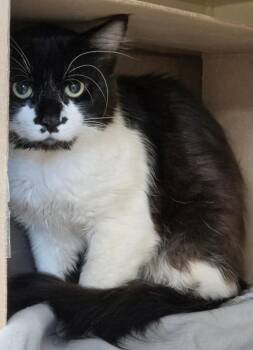 Ivy -  Domestic Medium Hair Cat for Adoption in Bloomington, Indiana - Ivy | PetCurious