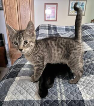Blinken -  Tabby Cat for Adoption in Palmer, Alaska - Blinken | PetCurious