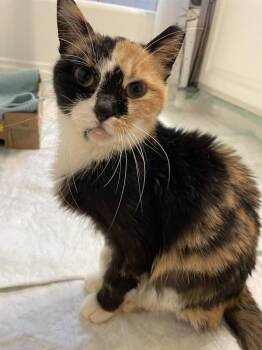 Tammy -  Domestic Short Hair Cat for Adoption in Omaha, Nebraska - Tammy | PetCurious