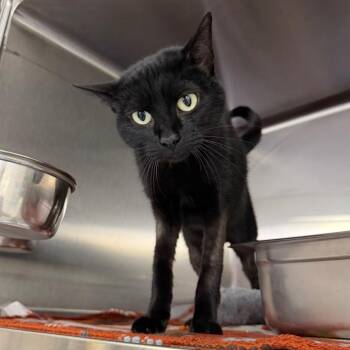 Luna -  Domestic Short Hair Cat for Adoption in Blairsville, Georgia - Luna | PetCurious