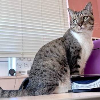 Domestic Medium Hair Cats Available for Adoption in Fernandina Beach, Florida - HARLOW | PetCurious