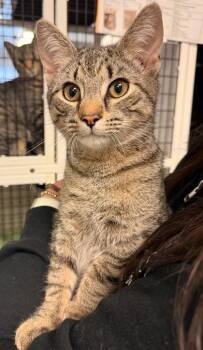 Domestic Short Hair Cats Available for Adoption - Sunset | PetCurious
