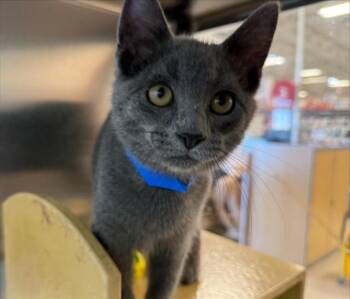 DORSEY -  Domestic Short Hair Cat for Adoption in Brentwood, Missouri - DORSEY | PetCurious