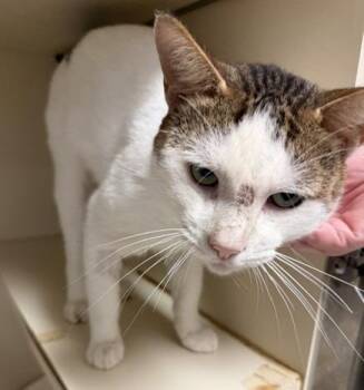 Bruce Wayne -  Domestic Short Hair Cat for Adoption in Windsor, Connecticut - Bruce Wayne | PetCurious