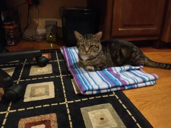 Leaf -  Domestic Short Hair Cat for Adoption in Enfield, Connecticut - Leaf | PetCurious