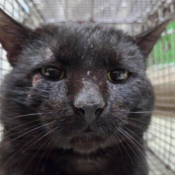 Domestic Short Hair Cats Available for Adoption in Windsor, Virginia - Zeus | PetCurious