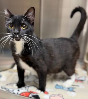 Turmeric -  Domestic Short Hair Cat for Adoption in Columbus, Nebraska - Turmeric | PetCurious